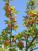 APPLE ORCHARD IN AUGUST