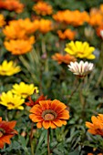 GAZANIA