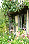 COTTAGE GARDEN IN SUMMER