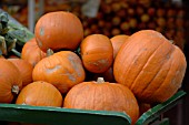 PUMPKINS IN A CART