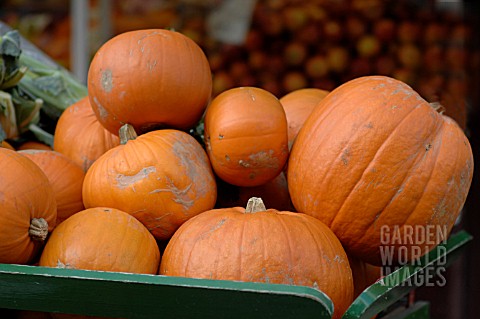 PUMPKINS_IN_A_CART