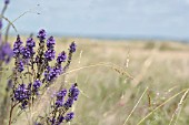 ECHIUM VULGARE, VIPERS BUGLOSS