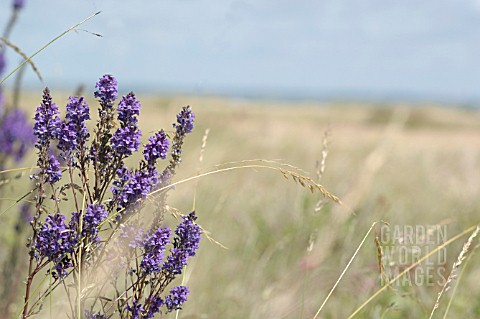 ECHIUM_VULGARE_VIPERS_BUGLOSS