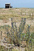 ECHIUM VULGARE, VIPERS BUGLOSS