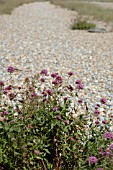 VALERIANA RUBRA