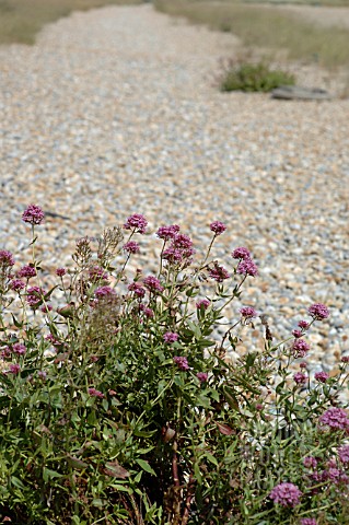 VALERIANA_RUBRA