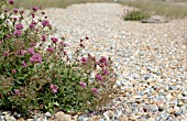 VALERIANA RUBRA