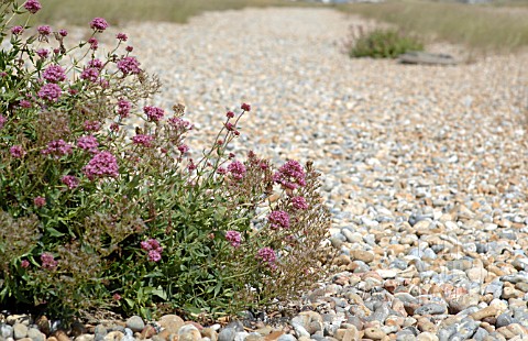 VALERIANA_RUBRA