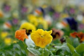 VIOLA PADPARADJA, PANSY