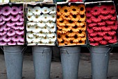 GERBERAS, CUT FLOWERS