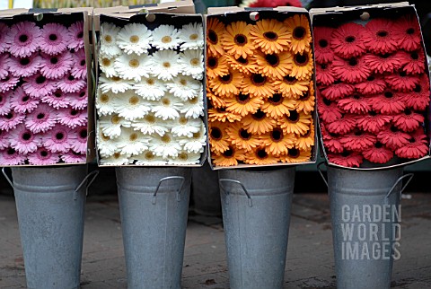 GERBERAS_CUT_FLOWERS