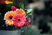 GERBERAS, CUT FLOWERS