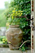 GRAPEVINE AND URN ON VERANDA