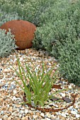 GRASSES IN A SEASIDE GARDEN