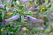 BUDDLEIA DAVIDII, BUTTERFLY BUSH