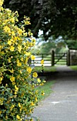 HYPERICUM HIDCOTE, ST JOHNS WORT