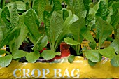 LETTUCES, LOBJOITS IN GROWBAGS