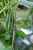 MARROW IN VEGETABLE PLOT