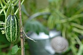 MARROW IN VEGETABLE PLOT