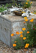 ESCHSCHOLTZIA POPPIES IN SEASIDE GARDEN