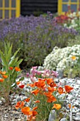 ESCHSCHOLTZIA POPPIES IN SEASIDE GARDEN