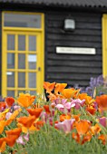 ESCHSCHOLTZIA POPPIES IN SEASIDE GARDEN