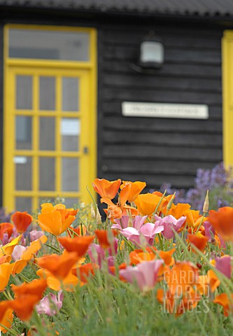 ESCHSCHOLTZIA_POPPIES_IN_SEASIDE_GARDEN