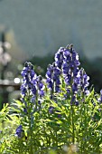 ACONITUM, MONKSHOOD