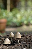 PANAEOLUS SEMIOVATUS, MUSHROOMS