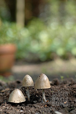 PANAEOLUS_SEMIOVATUS_MUSHROOMS