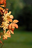 PARTHENOCISSUS, VIRGINIA CREEPER