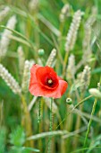 PAPAVER IN CORN FIELD