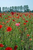 PAPAVERS IN CORN FIELD