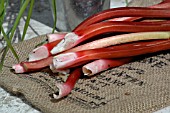 HARVESTED RHUBARB