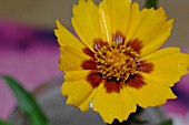 COREOPSIS BABY SUN