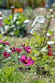 COSMOS ON ALLOTMENT