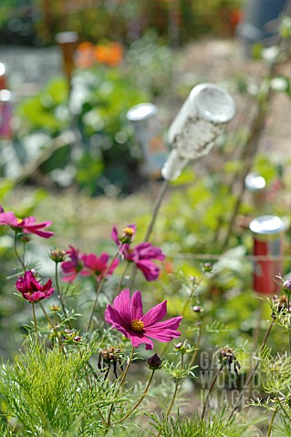 COSMOS_ON_ALLOTMENT