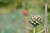 CYNARA SCOLYMUS, GLOBE ARTICHOKE