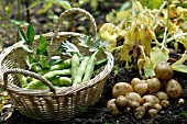 NEW POTATOES, ROCKET AND BROAD BEANS