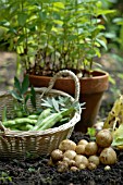 NEW POTATOES, ROCKET AND BROAD BEANS