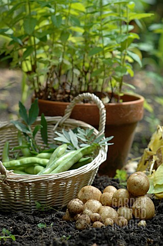 NEW_POTATOES_ROCKET_AND_BROAD_BEANS