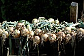 ONIONS DRYING IN THE SUN