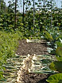 ONIONS DRYING IN THE HOT SUN