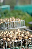 ONIONS DRYING ON RACKS IN THE SUN