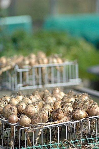 ONIONS_DRYING_ON_RACKS_IN_THE_SUN