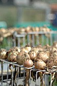 ONIONS DRYING ON RACKS IN THE SUN