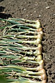 ONIONS DRYING IN THE HOT SUN