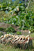 ONIONS DRYING IN THE HOT SUN