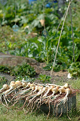 ONIONS_DRYING_IN_THE_HOT_SUN