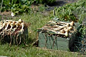 ONIONS DRYING IN THE HOT SUN